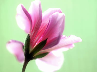 pink petaled flower in close-up photography thumbnail