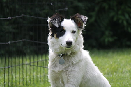 short-coated black and white dog thumbnail