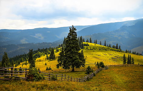 green leafed tree on field thumbnail