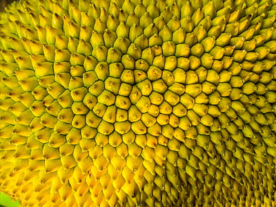 close up photo of jackfruit thumbnail
