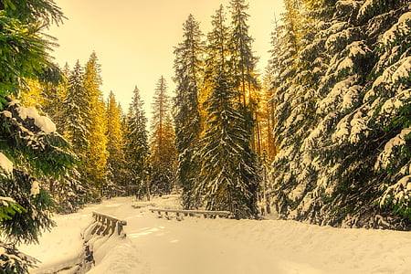 beige bridge covered with snow at daytime thumbnail