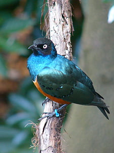 selective focus photography of green bird on tree branch thumbnail