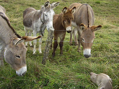 four brown donkeys thumbnail