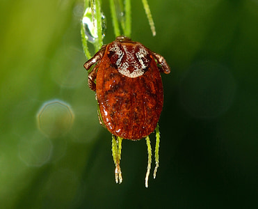 brown tick perching on green leaf in selective-focus photography thumbnail