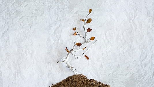 leafless tree on soil thumbnail