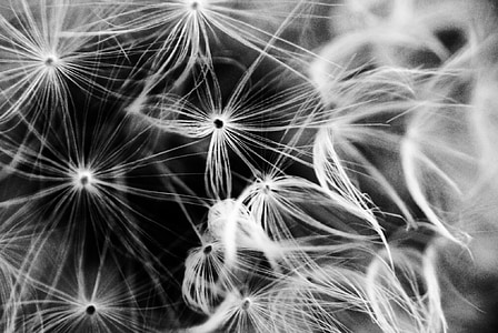 grayscale flower flying on air thumbnail