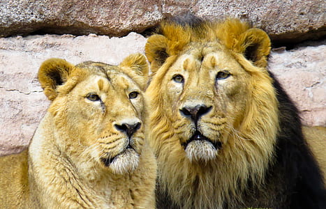 lion with lioness thumbnail