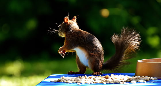 closeup photography of brown squirrel during daytime thumbnail