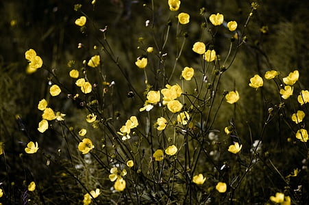yellow petaled flowers thumbnail