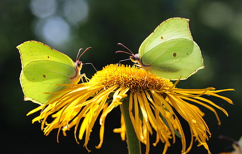 two green-and-yellow butterflies thumbnail
