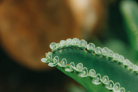 Green Succulent Plant thumbnail