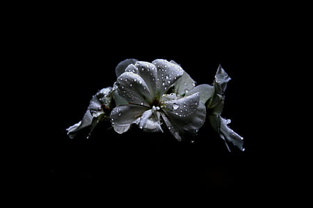 flower, droplet, wet, dark thumbnail