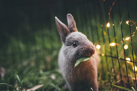 selective focus photography of gray rabbit near string lights thumbnail