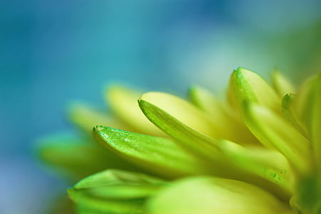 selective focus photography green leafed plant thumbnail