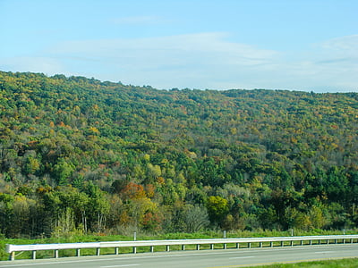 forest landscape thumbnail