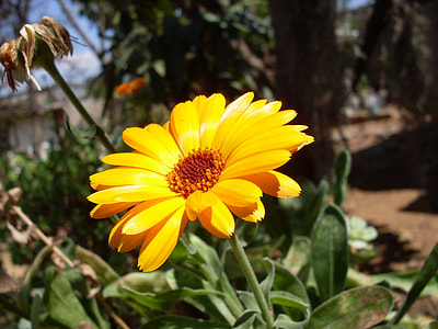 Margaret Wild, Yellow Flower thumbnail