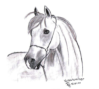 white horse sketch thumbnail