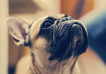 focus photo of adult tan French bulldog thumbnail