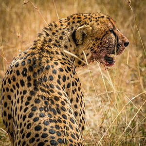 leopard with blood on mountain standing on wheat grains thumbnail