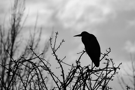 shallow focus photo of crow thumbnail