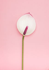 white and red peace lily thumbnail