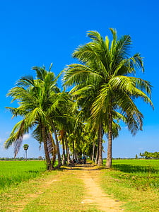 group of people in between tall coconut trees across field of rice paddy under blue sky thumbnail