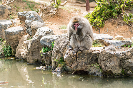 Monkey Park in Kyoto, Japan thumbnail