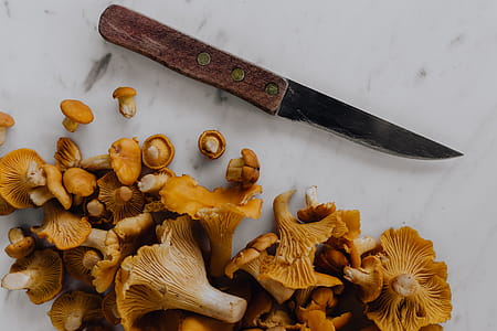 Picking mushrooms chantarelle in the woods thumbnail