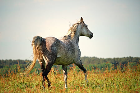 beige horse stands on lush grass field photo during daytime thumbnail