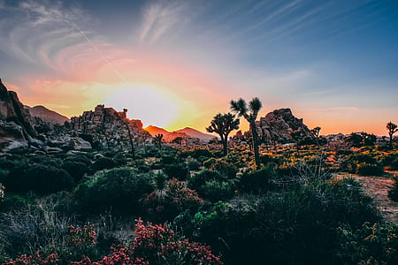 growing trees on mountain under sun panoramic photography thumbnail