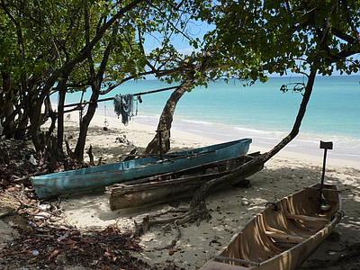 three canoe boats under trees on seashore thumbnail