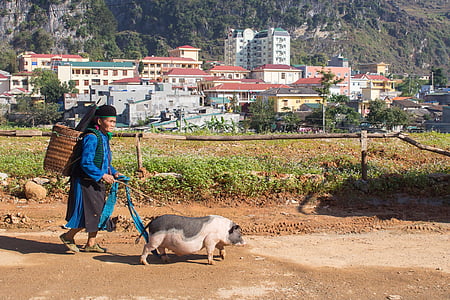 woman walking together with pig during daytime thumbnail