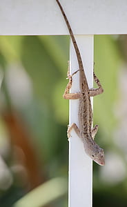 brown lizard thumbnail