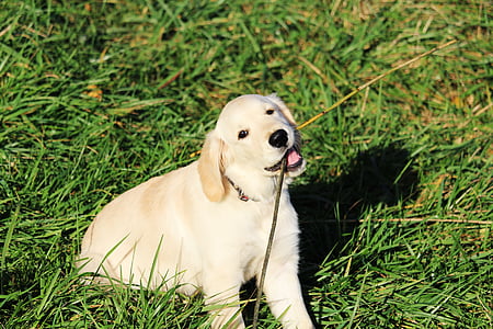 yellow Labrador retriever puppy biting grass during daytime thumbnail