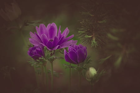 selective focus shot of purple poppies thumbnail