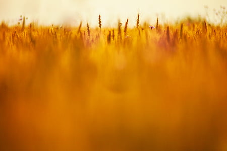brown wheat thumbnail