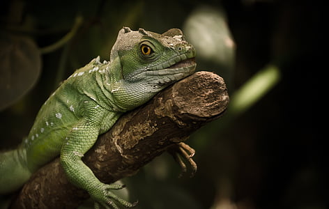 green chameleon laying on tree branch thumbnail