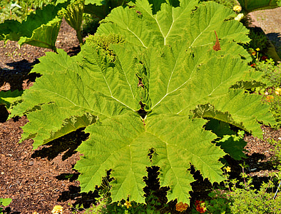 Mammoth Leaf Gunnera, Gunnera-Tinctoria thumbnail