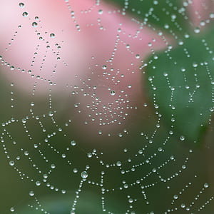 dew on spider web at daytime thumbnail