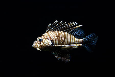 lionfish thumbnail