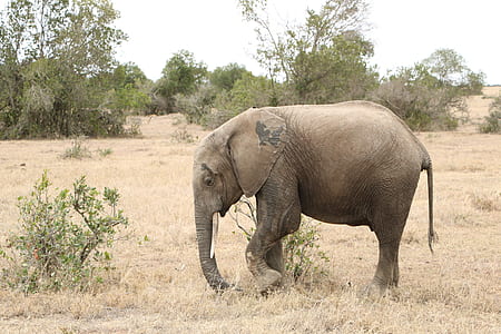 elephant stepping on grass thumbnail