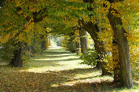 green leafed plants photo during daytime thumbnail
