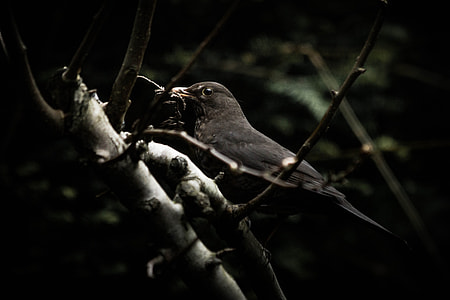 black and whtie bird on tree focus photography thumbnail