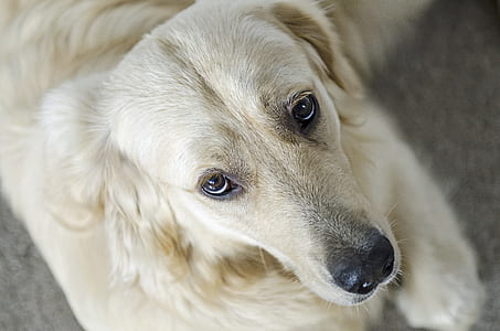 short-coated brown dog sitting on black carpet thumbnail