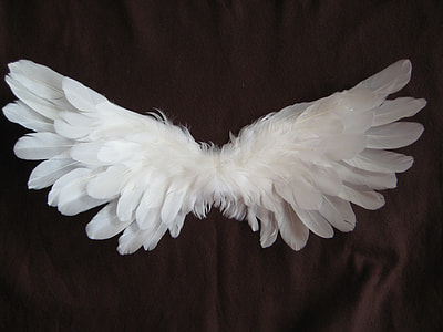 white wing on brown wall thumbnail