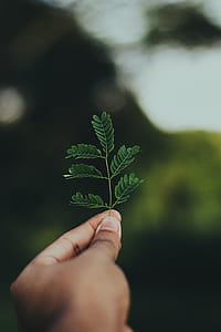 Close-up Photography of Leaves thumbnail