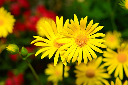 macro shot of yellow daisy flowers thumbnail