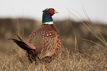 selective focus photography of green and brown chicken thumbnail