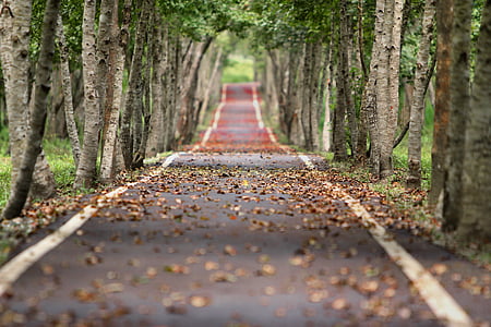 dry leaves on road thumbnail
