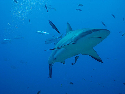 killer shark surrounded by shoal of fish thumbnail
